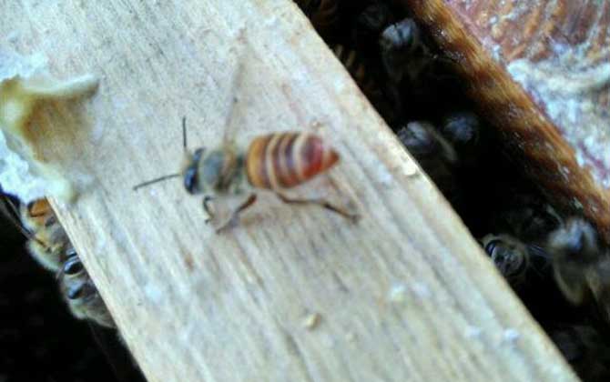 養(yǎng)蜂一年能掙二十多萬嗎？