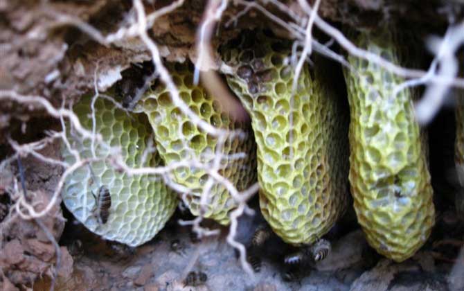 中華蜜蜂分布在哪里？