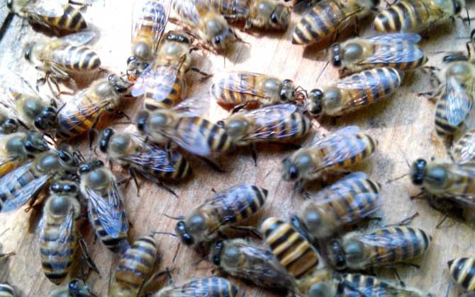蜜蜂為什么會自然分蜂？