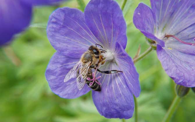工蜂是公的還是母的？