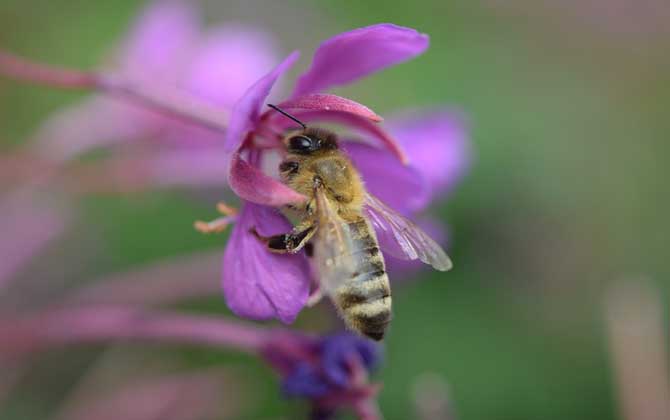 被蜜蜂蟄多久過危險(xiǎn)期？