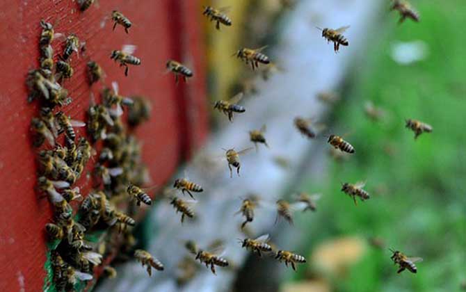 蜜蜂養殖的基本知識