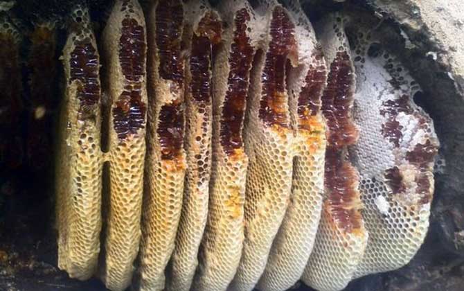 割蜜如何防止蜂王出逃？