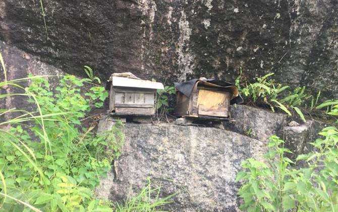 蜂蠟怎樣誘蜂效果最好？