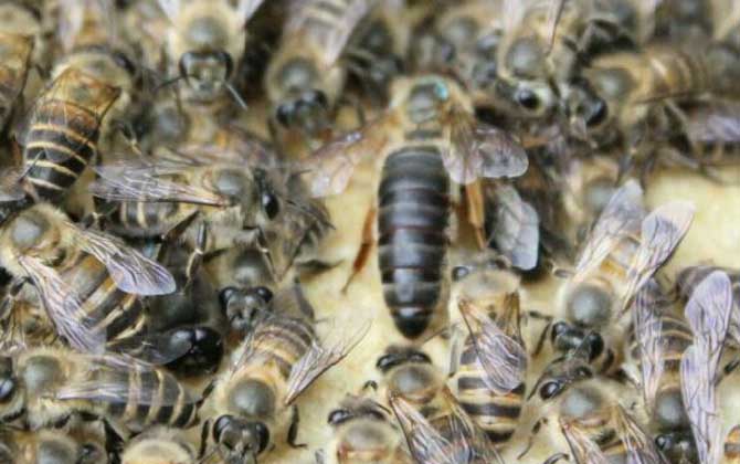 不到半脾蜂能發(fā)展起來嗎？