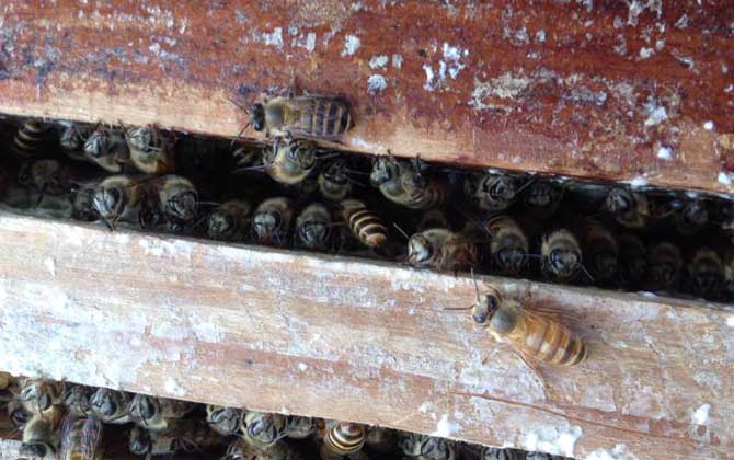 中蜂秋繁地區(qū)時間表及注意事項