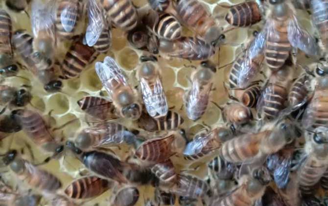 兩箱蜂合并有哪十種方法？