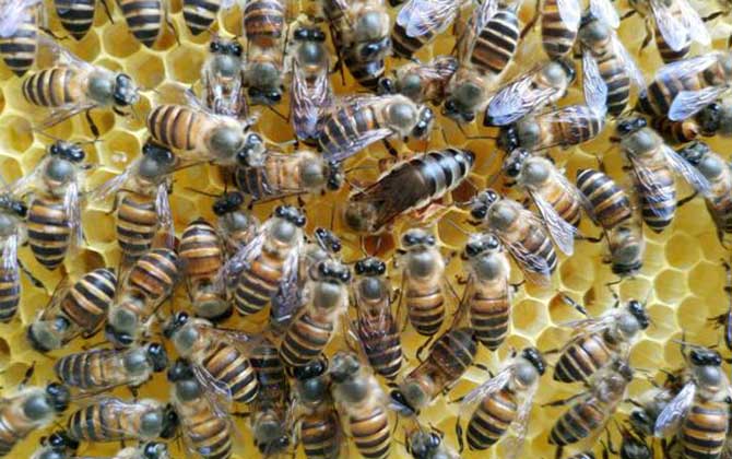 合并蜂群圍王怎么辦？