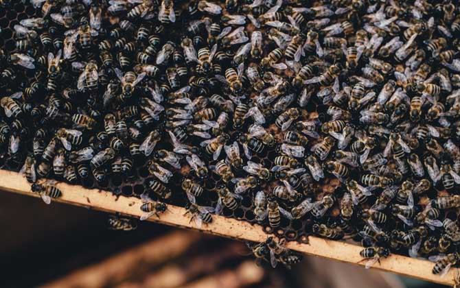 合并蜂群多久可以穩定下來？