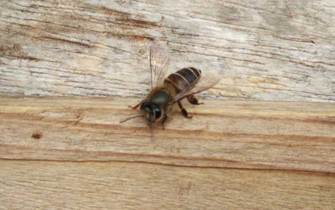 中蜂病治療對(duì)照表及注意事項(xiàng)