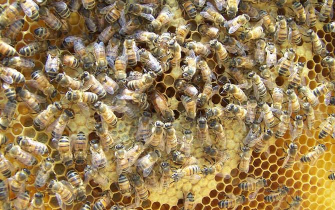 養(yǎng)中蜂好還是養(yǎng)意蜂好？搞清楚這幾個區(qū)別，結(jié)果基本上一目了然！