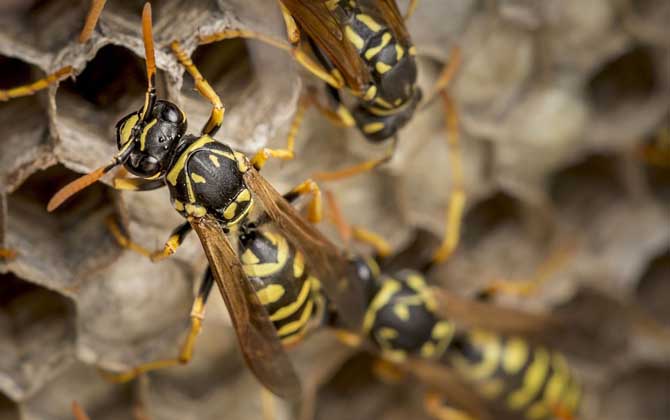 被馬蜂蟄了找不到毒刺？你可能搞錯了，馬蜂蟄人后不會留下毒刺！
