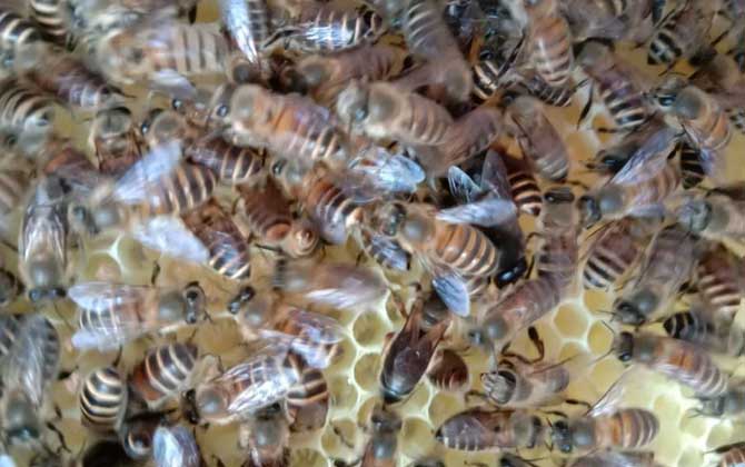 養(yǎng)蜜蜂有人賺錢，也有人虧錢，想養(yǎng)蜂賺到錢這些性格必須得改改！