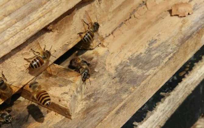 養(yǎng)蜂不僅要技術(shù)，還要養(yǎng)蜂工具，這些工具可使蜜蜂養(yǎng)殖事半功倍！