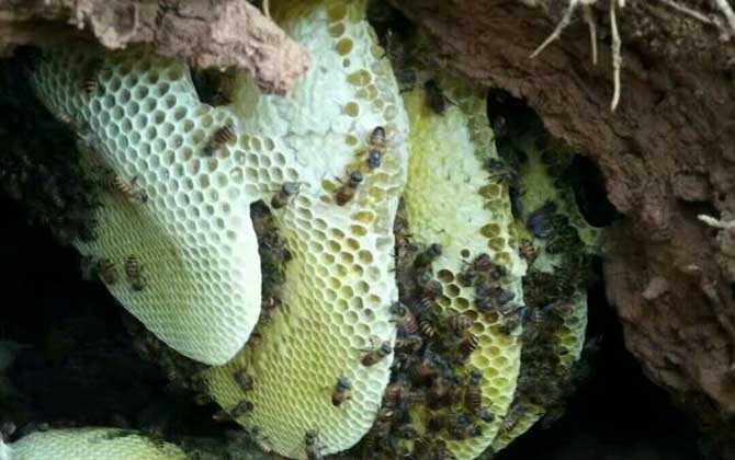 沒有蜂群還談什么養(yǎng)蜂，如何獲取蜂群？其實(shí)方法無外乎這兩種！