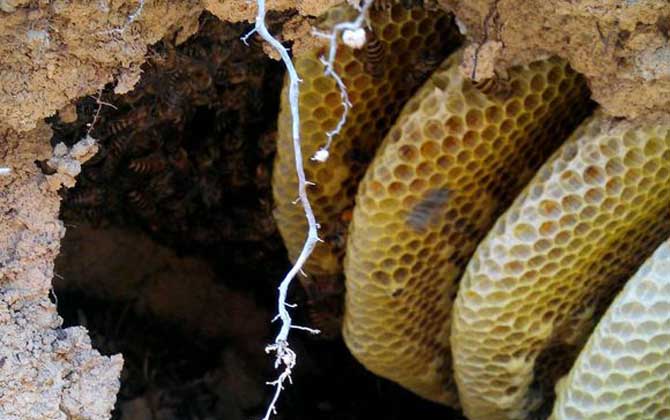 蜜蜂會在哪里筑巢？選址極為苛刻，不滿足這些條件絕不安“家”！