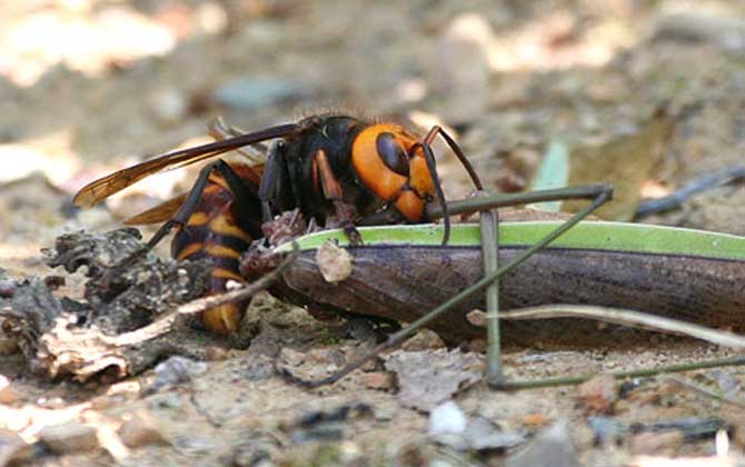 十大毒蜂王排行榜，每一種都是致命的，遇到它們盡量繞道而行！