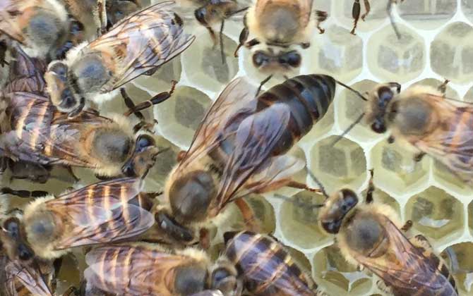 工蜂的確能變成蜂王，但條件極為苛刻，一生中有且只有一次機會！