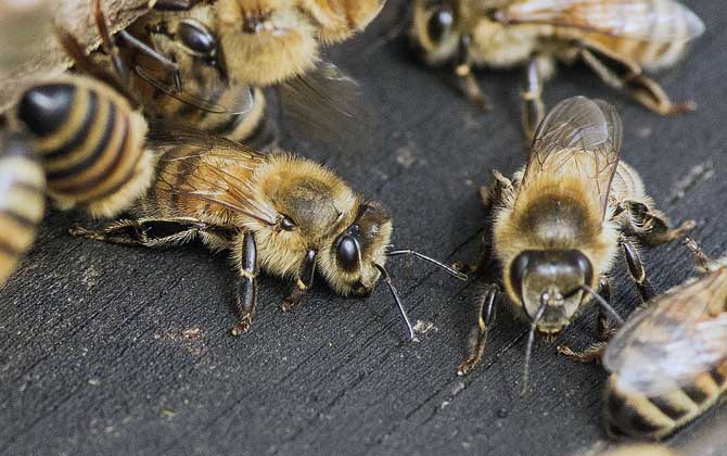 蜜蜂什么時(shí)候春繁？記住“寧遲勿早”，否則反而會(huì)導(dǎo)致“春衰”！