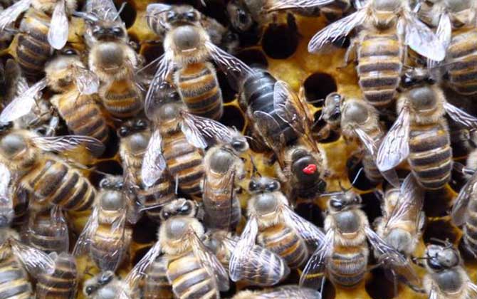 蜂王不產(chǎn)卵是什么原因？真相無非這幾個(gè)，搞清楚才能“對癥下藥”！