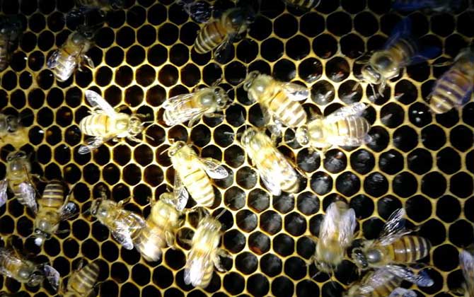 春季起王臺怎么處理？毀臺只能“治標(biāo)”，像這樣做才能“治本”！