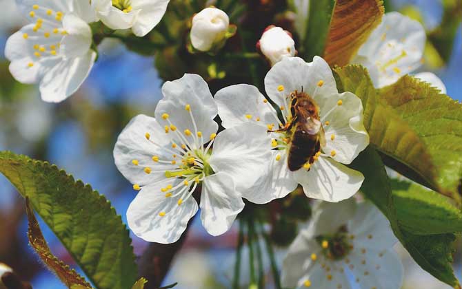 蜜蜂蜇人后為什么自己會(huì)死？傷敵一千，自損八百，對(duì)誰都沒好處！