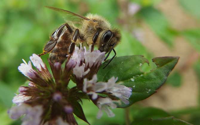 被蜜蜂蟄了怎么處理？只要不發(fā)生過敏，正確處理后一般問題不大！