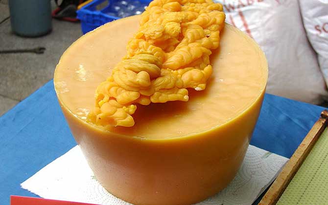 蜂蠟?zāi)艹詥幔侩m然嚼不爛，也沒什么味道，但營(yíng)養(yǎng)價(jià)值卻不可小噓！