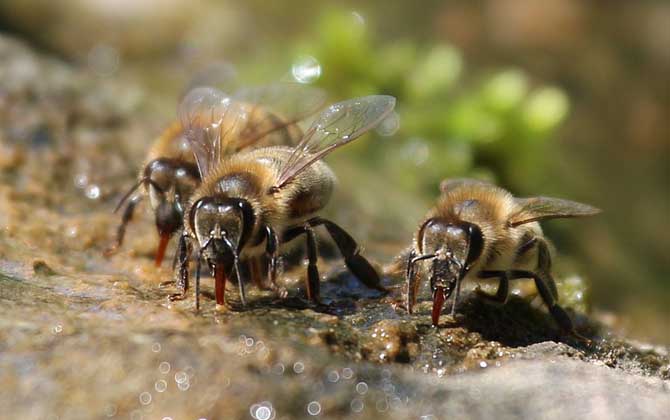 蜜蜂是益蟲還是害蟲？為什么？事實上很多植物授粉都離不開蜜蜂！