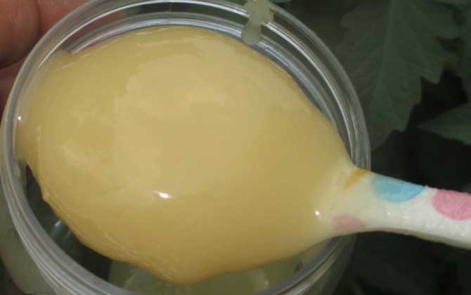 蜂蜜結(jié)晶好還是不結(jié)晶好？沒有定論，但完全不能結(jié)晶肯定是假蜜！