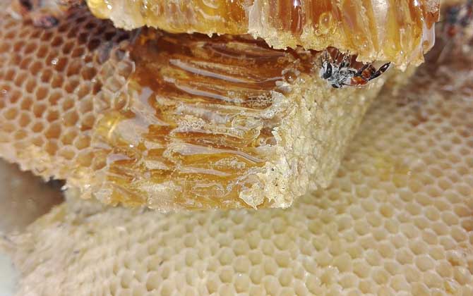 蜂蜜怎么樣才算好的？沒有明確的標(biāo)準(zhǔn)，自然成熟蜜都算是好蜂蜜！