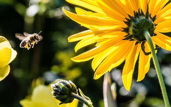 蜜蜂為什么要采蜜？實際上是在獲取食物，蜜源豐富時蜜蜂還會釀蜜！
