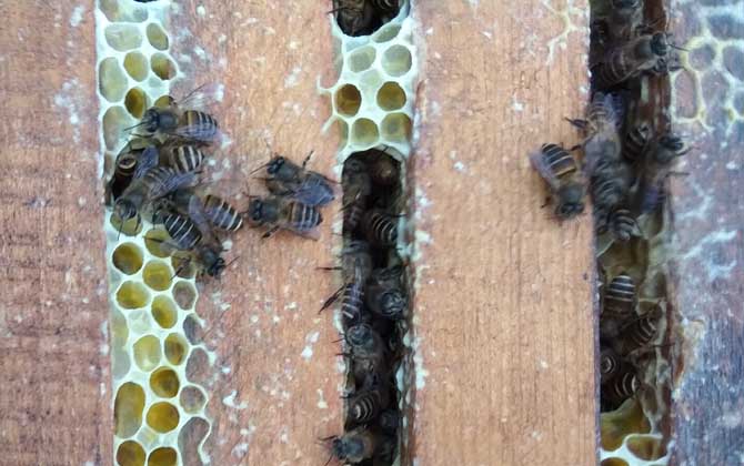 養中蜂最忌諱什么？這幾個毛病不改掉，永遠都養不好中蜂！