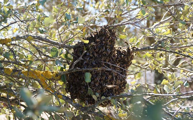 新手養(yǎng)蜂入門技術(shù)有哪些？只有掌握這些技術(shù)，養(yǎng)蜂才能得心應(yīng)手！