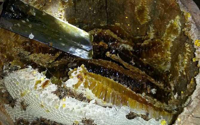 土蜂蜜價格多少錢一斤？比普通蜂蜜貴得多，基本都在100元以上！