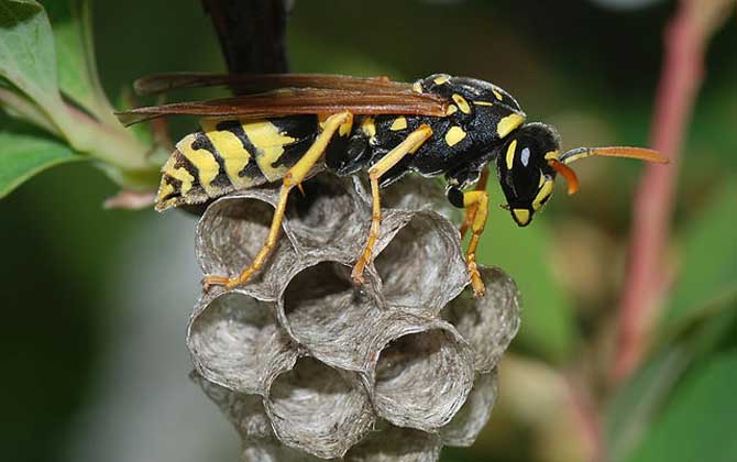馬蜂窩捅了后多久會(huì)走？沒有固定的時(shí)間，一般1～3天便會(huì)飛走！