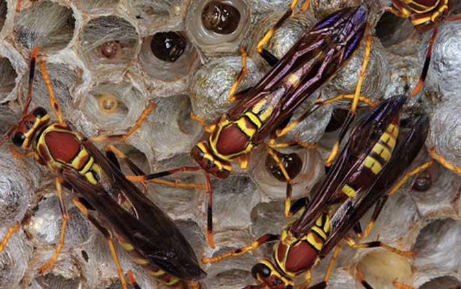 馬蜂報(bào)復(fù)的原理是什么？依靠信息素標(biāo)記入侵者，并引導(dǎo)蜂群攻擊！