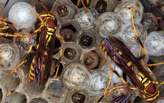 馬蜂窩怎么處理最安全？試試這4種方法，輕松技能搞定馬蜂窩！