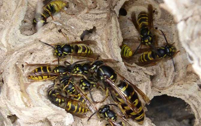 馬蜂蟄了幾個(gè)小時(shí)算安全？至少觀察24小時(shí)，無(wú)異常基本就安全了！