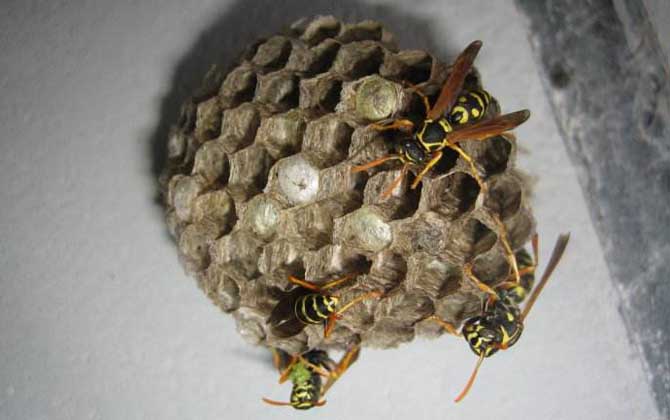 馬蜂入宅預兆著什么？無關禍福，但迷信說法中預兆著福氣和財運！