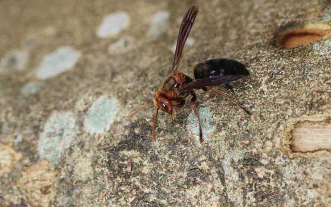 牛角蜂蟄了會不會死人？輕者被蟄處疼痛難忍，嚴重時可致人死亡！