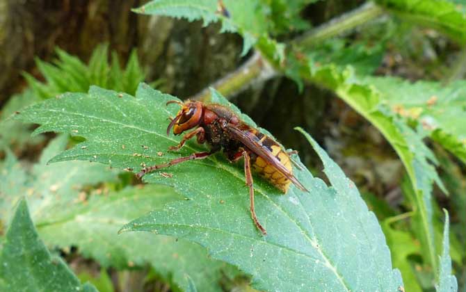 牛角蜂蟄了幾天消腫？輕者3～5天消腫，嚴重時可能有生命危險！