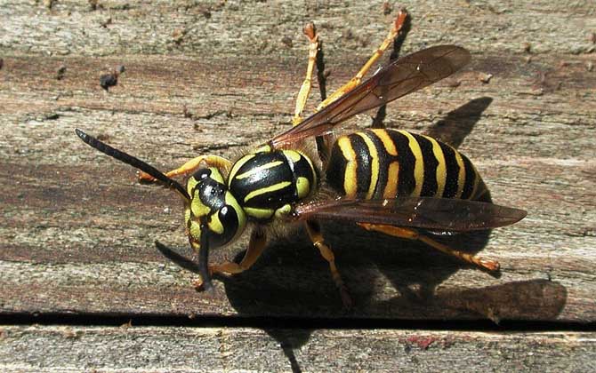 為什么家里招馬蜂？三個原因，一是迷巢，二是覓食，三是有蜂巢！