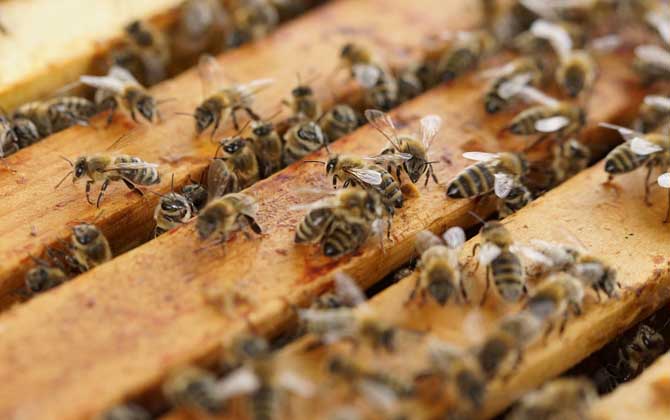 養蜂技術有哪些？掌握這10種養蜂技術，養蜂時方能做到得心應手！