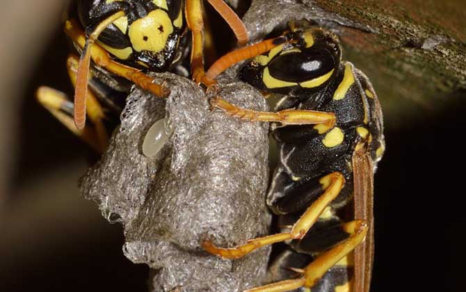 馬蜂在窗戶角筑巢咋辦？要視情況而定，若威脅到安全要及時搗毀！