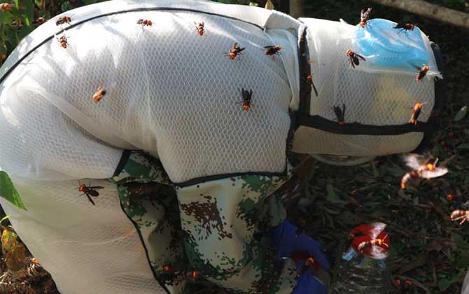 虎頭蜂防蜂服多少錢一套？不要貪圖便宜，否則受傷的還是自己！