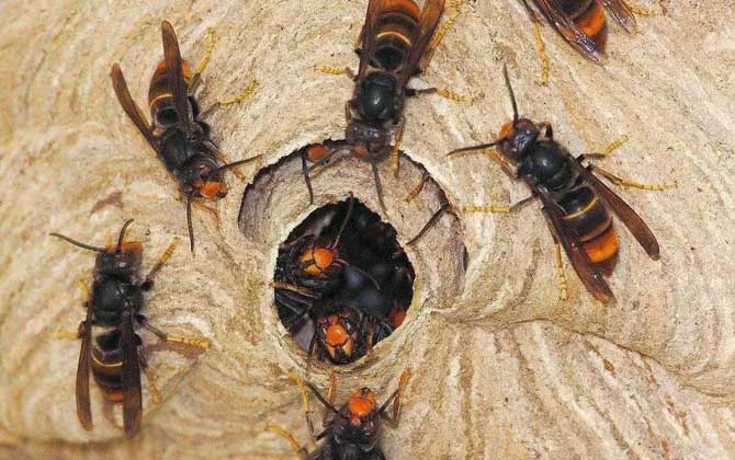 被虎頭蜂蟄了的人會怎樣？看圖片都疼，珍愛生命，遠離虎頭蜂！