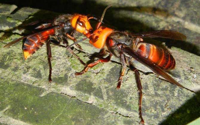 被一只虎頭蜂蟄了會死嗎？一般不會死人，但建議前往醫院就醫！