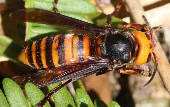 虎頭蜂蟄了找不到刺怎么辦？不必擔心，虎頭蜂蟄人一般不會有刺！