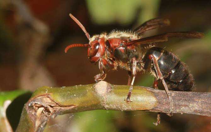 虎頭蜂一只多少錢？一般2～5元一只，但很少有人會買活虎頭蜂！
